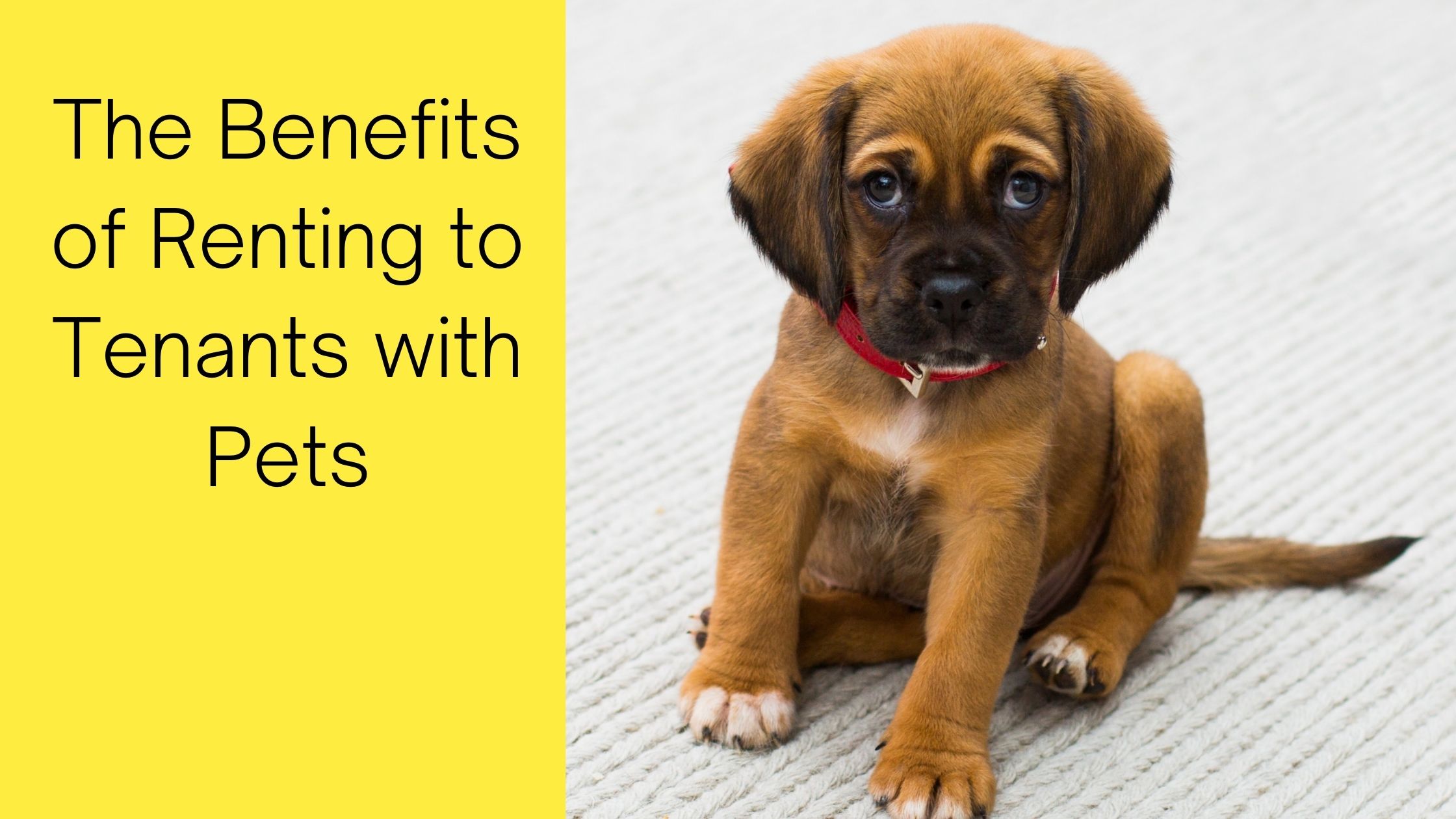 The Benefits of Renting to Tenants with Pets